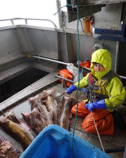 Tantrum No.1 Rex scrubbing fish