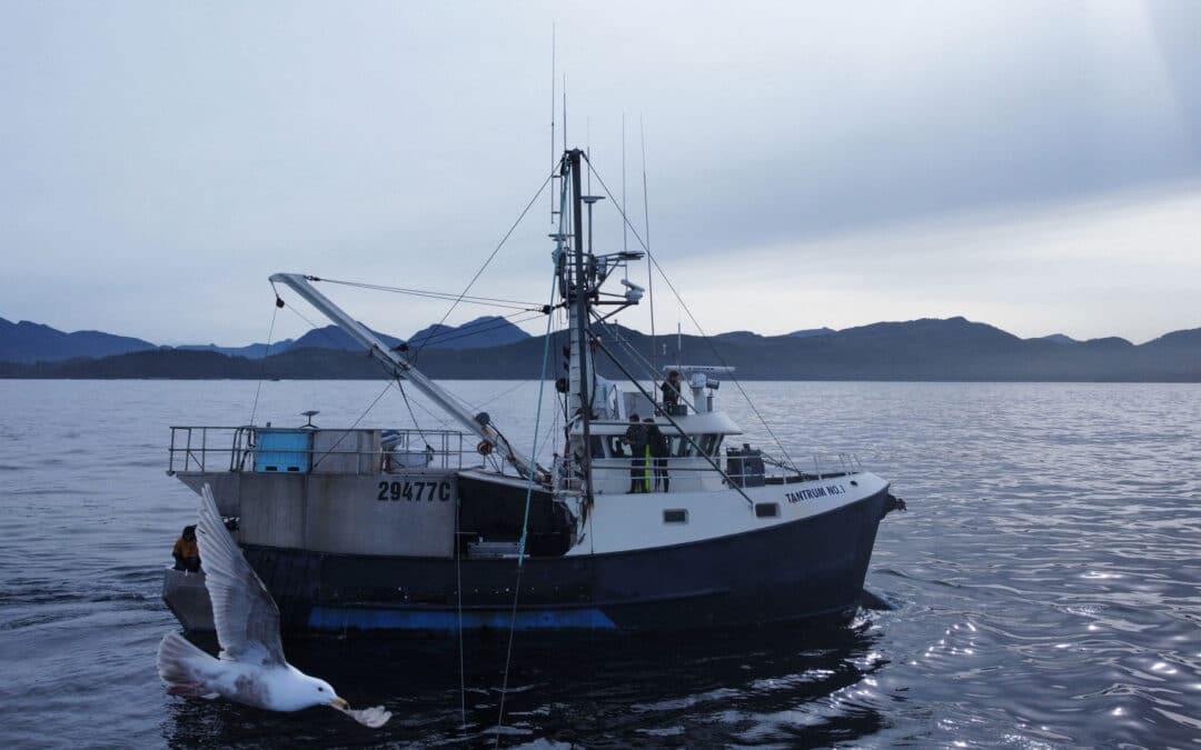 Notes from a Fishwife